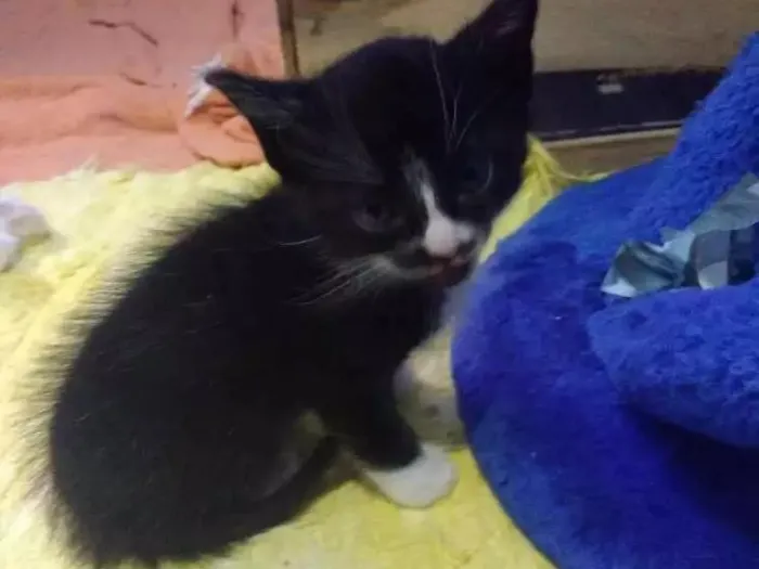 Cachorro ra a Sem raça idade Abaixo de 2 meses nome Sem