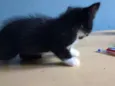 Sem