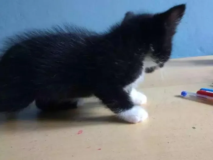 Cachorro ra a Sem raça idade Abaixo de 2 meses nome Sem