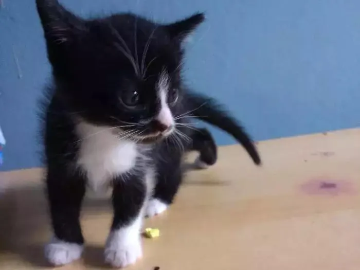 Cachorro ra a Sem raça idade Abaixo de 2 meses nome Sem