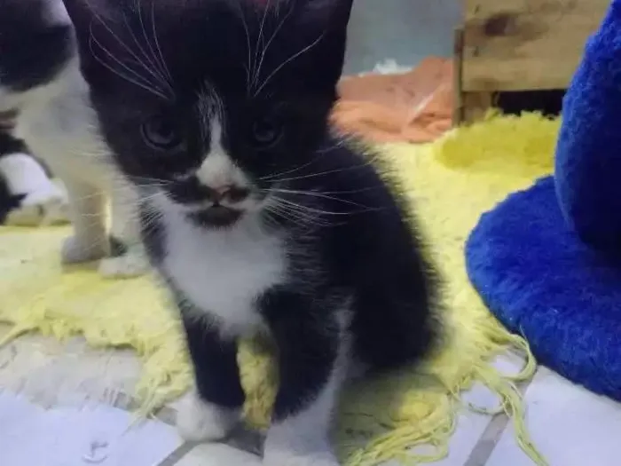 Cachorro ra a Sem raça idade Abaixo de 2 meses nome Sem