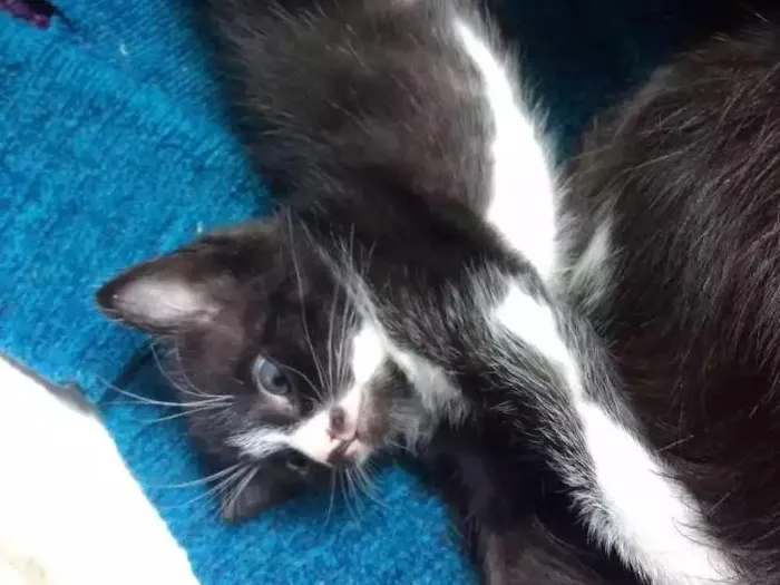 Cachorro ra a Sem raça idade Abaixo de 2 meses nome Sem