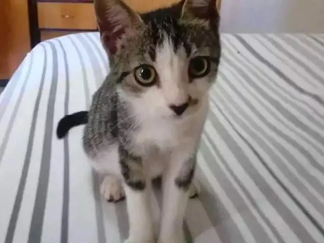 Gato ra a Vira-lata idade 2 a 6 meses nome Ragnar e Floki