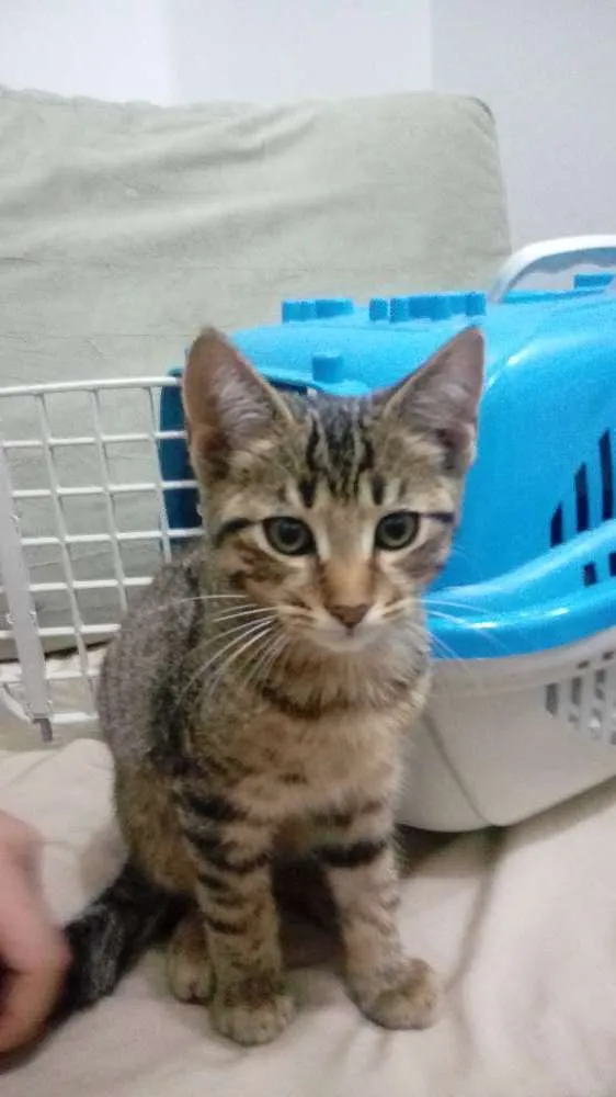Gato ra a Vira-lata idade 2 a 6 meses nome Ragnar e Floki