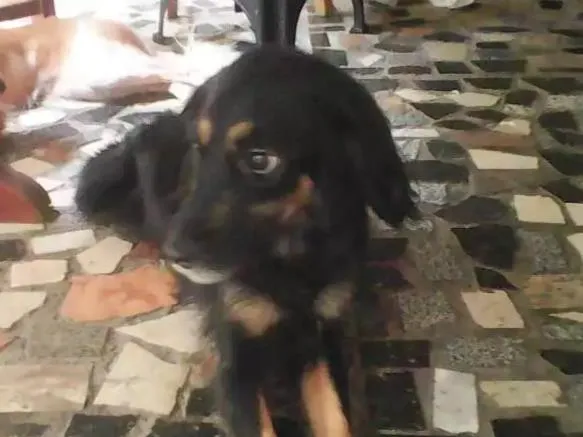 Cachorro ra a Cocker  e Vira lata idade 3 anos nome Brena  e Belinha