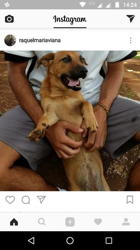 Cachorro raça Vira lata idade 1 ano nome Mel