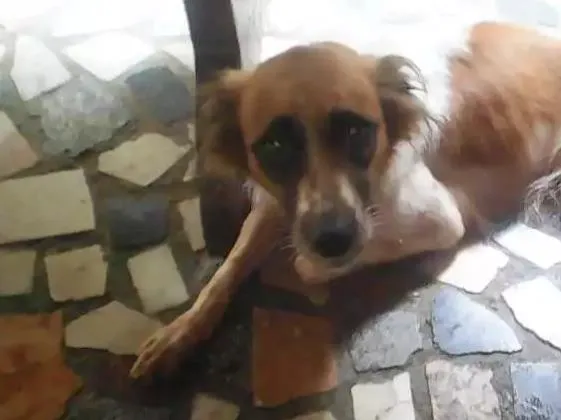 Cachorro ra a Cocker  e Vira lata idade 3 anos nome Brena  e Belinha