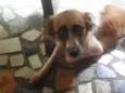 Brena e Belinha