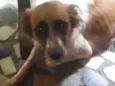 Brena e Belinha