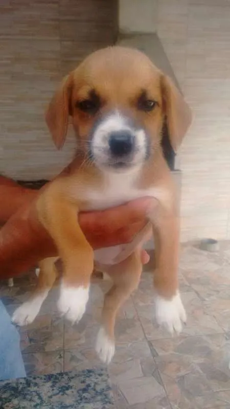 Cachorro ra a Não há idade 2 a 6 meses nome Não há