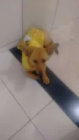 Não há