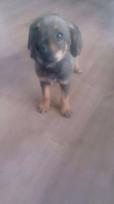 Cachorro ra a Não há idade 2 a 6 meses nome Não há