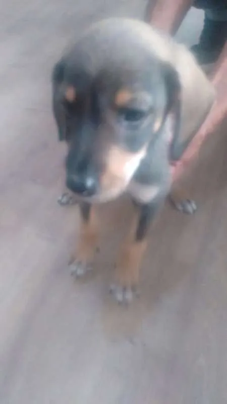 Cachorro ra a Não há idade 2 a 6 meses nome Não há