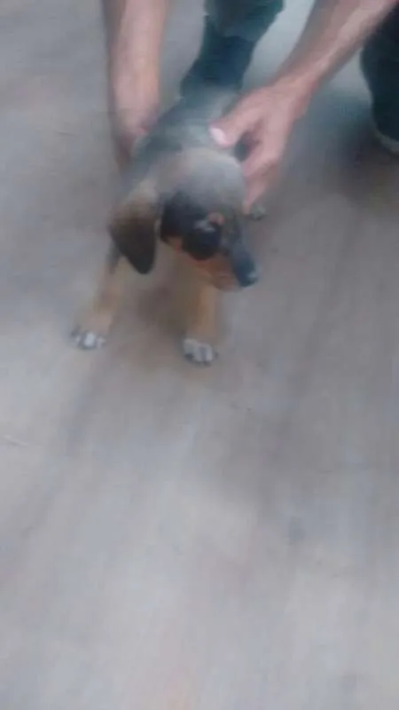 Cachorro ra a Não há idade 2 a 6 meses nome Não há