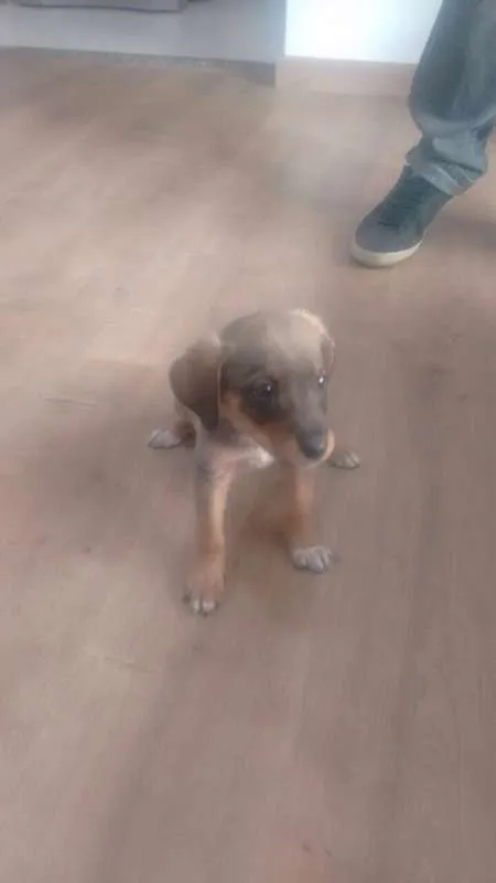 Cachorro ra a Não há idade 2 a 6 meses nome Não há