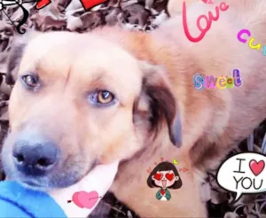 Cachorro raça SRD idade 2 anos nome Mel