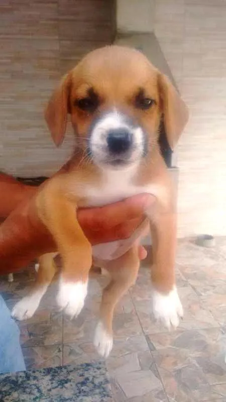 Cachorro ra a Não há idade 2 a 6 meses nome Não há