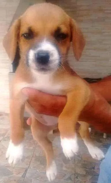 Cachorro ra a Não há idade 2 a 6 meses nome Não há