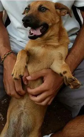 Cachorro raça Vira lata idade 1 ano nome Mel
