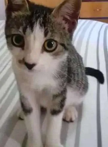 Gato ra a Vira-lata idade 2 a 6 meses nome Ragnar e Floki