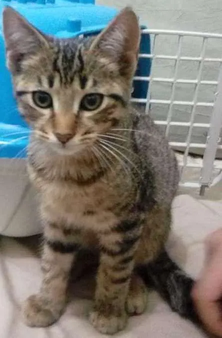 Gato ra a Vira-lata idade 2 a 6 meses nome Ragnar e Floki