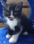 Sem