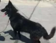 Lobo