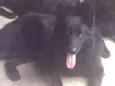Lobo