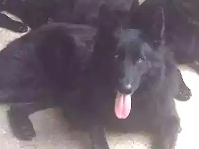 Cachorro raça Pastor belga gronoendael idade 3 anos nome Lobo