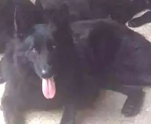 Cachorro raça Pastor belga gronoendael idade 3 anos nome Lobo