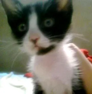 Gato raça Sem Raça  idade 2 a 6 meses nome Gray