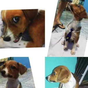 Cachorro raça SRD idade 2 a 6 meses nome nao possui