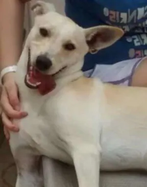 Cachorro raça Vira-lata  idade 2 anos nome Picolé