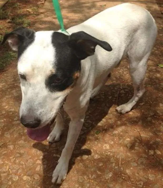 Cachorro ra a Vira lata idade  nome Astor