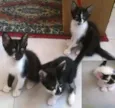 gatinhos