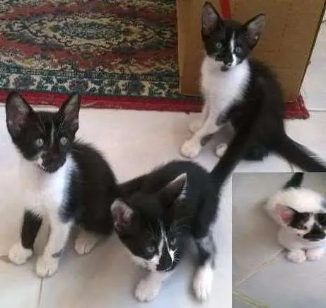 Gato ra a  idade 2 a 6 meses nome gatinhos