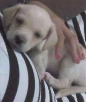 Cachorro raça Não definida idade 2 a 6 meses nome Lucky