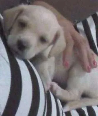 Cachorro ra a Não definida idade 2 a 6 meses nome Lucky