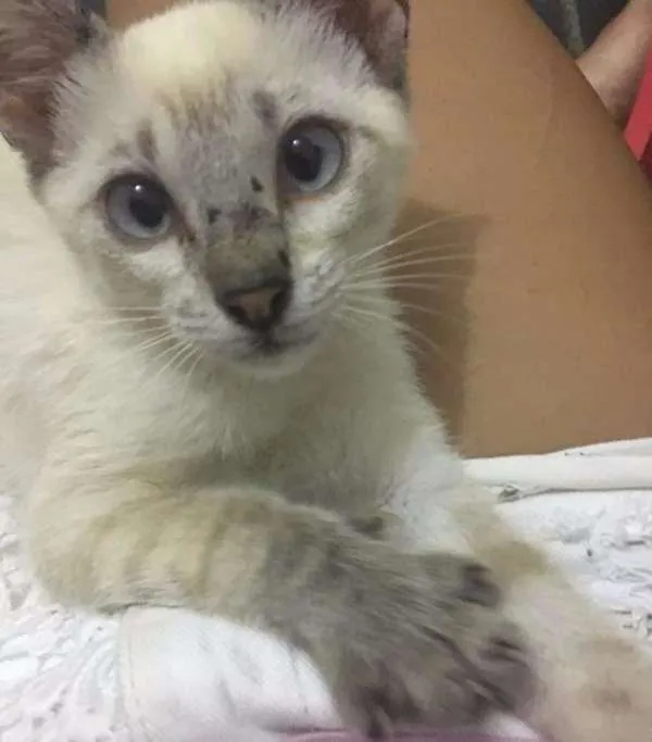 Cachorro ra a  idade 2 a 6 meses nome Zaza