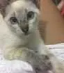 Cachorro raça  idade 2 a 6 meses nome Zaza