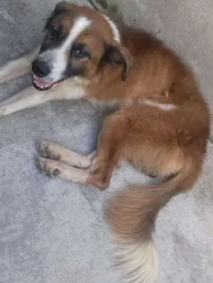 Cachorro raça SRD idade 1 ano nome Caramelo