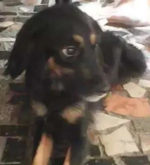 Cachorro raça Cocker  e Vira lata idade 3 anos nome Brena  e Belinha