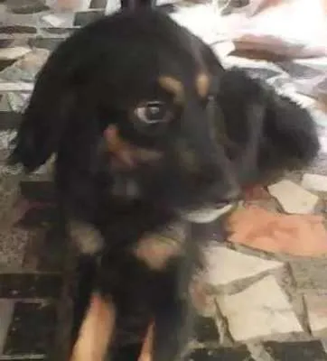 Cachorro ra a Cocker  e Vira lata idade 3 anos nome Brena  e Belinha