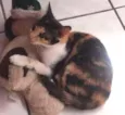 Verônica
