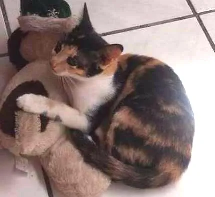 Gato ra a  idade 7 a 11 meses nome Verônica