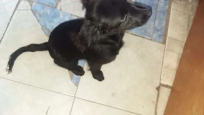 Cachorro ra a Pequines com vira lata  idade 2 a 6 meses nome July