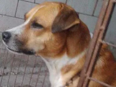 Cachorro ra a vira-lata idade 3 anos nome FRED