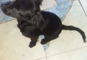 Cachorro raça Pequines com vira lata  idade 2 a 6 meses nome July
