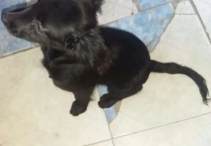 Cachorro ra a Pequines com vira lata  idade 2 a 6 meses nome July