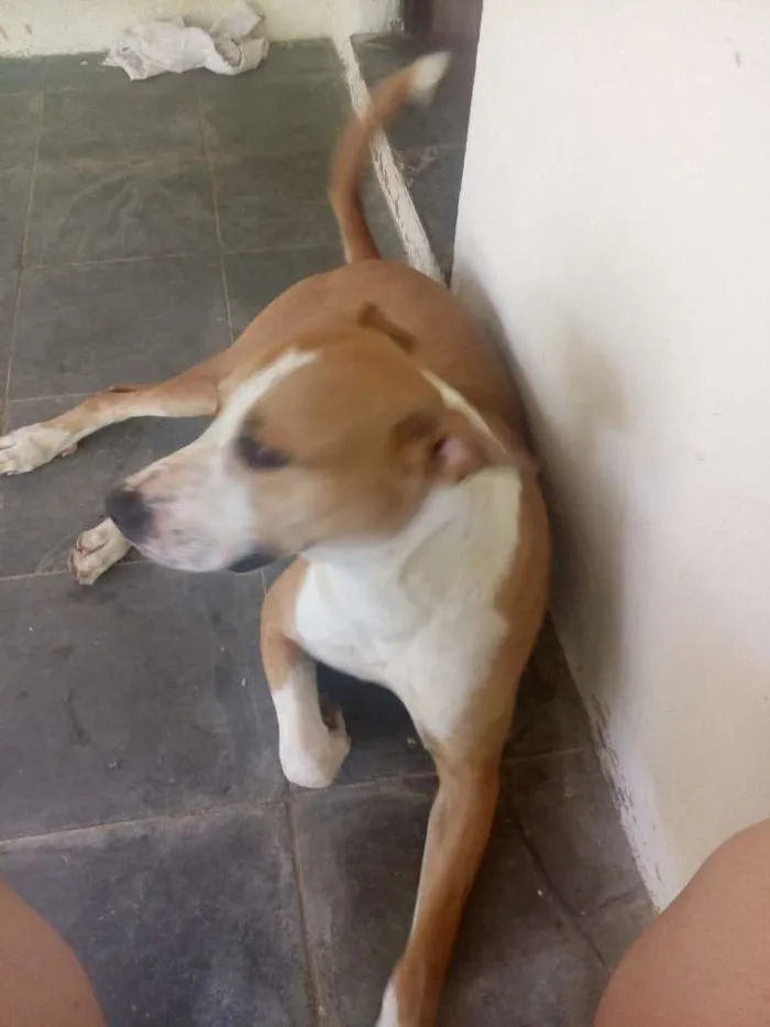 Cachorro ra a Mestiço com pitbull idade 3 anos nome Hércules